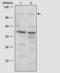 Cadherin 11 antibody, 32-1700, Invitrogen Antibodies, Western Blot image 