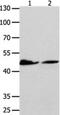 Purinergic Receptor P2Y11 antibody, orb107568, Biorbyt, Western Blot image 