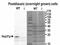 Hsp31p antibody, MBS423090, MyBioSource, Western Blot image 