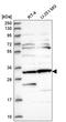 Clusterin Associated Protein 1 antibody, HPA044191, Atlas Antibodies, Western Blot image 