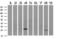 Suppressor of cytokine signaling 3 antibody, M00274-2, Boster Biological Technology, Western Blot image 