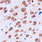 Potassium Voltage-Gated Channel Subfamily J Member 9 antibody, LS-C352416, Lifespan Biosciences, Immunohistochemistry frozen image 