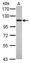 Ribosome biogenesis protein BOP1 antibody, PA5-31757, Invitrogen Antibodies, Western Blot image 