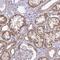 Ribosomal Protein Lateral Stalk Subunit P2 antibody, NBP2-33688, Novus Biologicals, Immunohistochemistry frozen image 
