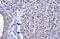 Orthodenticle Homeobox 2 antibody, ARP32439_P050, Aviva Systems Biology, Immunohistochemistry paraffin image 