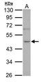 Neuro-oncological ventral antigen 1 antibody, TA308650, Origene, Western Blot image 