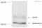 Neural Precursor Cell Expressed, Developmentally Down-Regulated 9 antibody, ab18056, Abcam, Western Blot image 