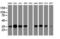 Jun Proto-Oncogene, AP-1 Transcription Factor Subunit antibody, LS-C175412, Lifespan Biosciences, Western Blot image 