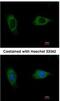 EvC Ciliary Complex Subunit 2 antibody, NBP1-31268, Novus Biologicals, Immunofluorescence image 