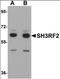 Putative E3 ubiquitin-protein ligase SH3RF2 antibody, orb94573, Biorbyt, Western Blot image 