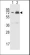 Complement factor H-related protein 5 antibody, orb376195, Biorbyt, Western Blot image 