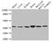 Mitochondrially Encoded NADH:Ubiquinone Oxidoreductase Core Subunit 1 antibody, orb46851, Biorbyt, Western Blot image 