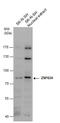 Zinc Finger Protein 624 antibody, GTX119609, GeneTex, Western Blot image 
