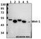 Proto-oncogene Wnt-1 antibody, A00354, Boster Biological Technology, Western Blot image 