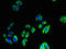 Dimethylaniline monooxygenase [N-oxide-forming] 4 antibody, LS-C395703, Lifespan Biosciences, Immunofluorescence image 