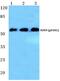 SRY-Box 9 antibody, A00177S181, Boster Biological Technology, Western Blot image 