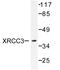 DNA repair protein XRCC3 antibody, AP06482PU-N, Origene, Western Blot image 