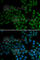 SOX2 antibody, A0561, ABclonal Technology, Immunofluorescence image 