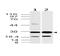 14-3-3 protein antibody, MBS668093, MyBioSource, Western Blot image 