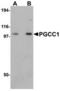 Family With Sequence Similarity 120B antibody, TA306827, Origene, Western Blot image 