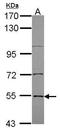 Enhancer Of MRNA Decapping 3 antibody, GTX116386, GeneTex, Western Blot image 