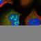 Rab GTPase-activating protein 1-like antibody, HPA054695, Atlas Antibodies, Immunofluorescence image 
