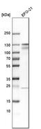 Cadherin 6 antibody, HPA007456, Atlas Antibodies, Western Blot image 