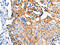 Claudin 1 antibody, CSB-PA983237, Cusabio, Immunohistochemistry paraffin image 