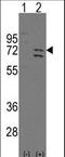 Poly(ADP-Ribose) Polymerase Family Member 6 antibody, LS-C100012, Lifespan Biosciences, Western Blot image 