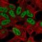 T Cell Leukemia Homeobox 2 antibody, HPA062254, Atlas Antibodies, Immunocytochemistry image 