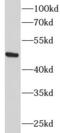 Perilipin 2 antibody, FNab00184, FineTest, Western Blot image 