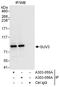 Suv3 Like RNA Helicase antibody, A303-055A, Bethyl Labs, Immunoprecipitation image 
