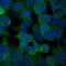 Cyclin Dependent Kinase 1 antibody, ab18, Abcam, Immunofluorescence image 