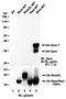 KIR antibody, LS-C155003, Lifespan Biosciences, Western Blot image 