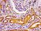 G Protein-Coupled Receptor Kinase 3 antibody, LS-C674948, Lifespan Biosciences, Immunohistochemistry paraffin image 