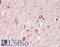 Septin 7 antibody, LS-B14700, Lifespan Biosciences, Immunohistochemistry paraffin image 