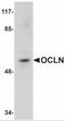 Occludin antibody, NBP1-77037, Novus Biologicals, Western Blot image 