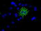Nucleoside diphosphate kinase, mitochondrial antibody, TA501111, Origene, Immunofluorescence image 