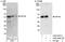 RNA Binding Motif Protein 17 antibody, A302-498A, Bethyl Labs, Western Blot image 