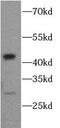 Caspase 1 antibody, FNab01284, FineTest, Western Blot image 