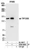 Cullin Associated And Neddylation Dissociated 2 (Putative) antibody, A304-046A, Bethyl Labs, Immunoprecipitation image 