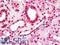 Nescient Helix-Loop-Helix 1 antibody, LS-B11728, Lifespan Biosciences, Immunohistochemistry frozen image 