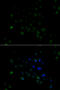 Protoporphyrinogen Oxidase antibody, MBS129693, MyBioSource, Immunofluorescence image 