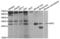 Erythropoietin antibody, abx004331, Abbexa, Western Blot image 