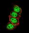 Cyclin D1 antibody, LS-B3452, Lifespan Biosciences, Immunofluorescence image 