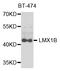 LIM homeobox transcription factor 1-beta antibody, orb373377, Biorbyt, Western Blot image 