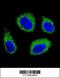 7-Dehydrocholesterol Reductase antibody, 55-855, ProSci, Immunofluorescence image 