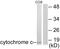 CYCS antibody, LS-C118428, Lifespan Biosciences, Western Blot image 