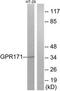 Probable G-protein coupled receptor 171 antibody, TA315402, Origene, Western Blot image 