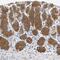 Protein phosphatase 1L antibody, HPA019891, Atlas Antibodies, Immunohistochemistry frozen image 